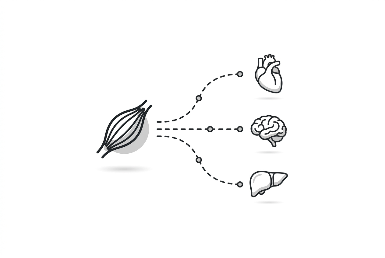 Diagram showing muscle-released exerkines signaling to distant organs